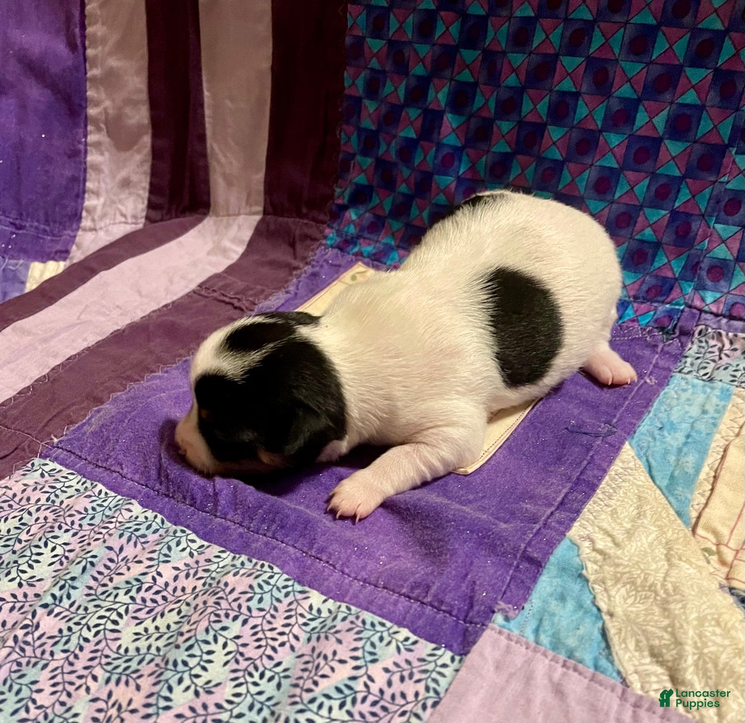 Chihuahua dogs for sale: Lucille - Ad 7