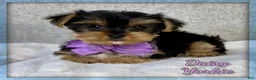 Yorkshire Terrier dogs for sale: Daisy - Ad 1