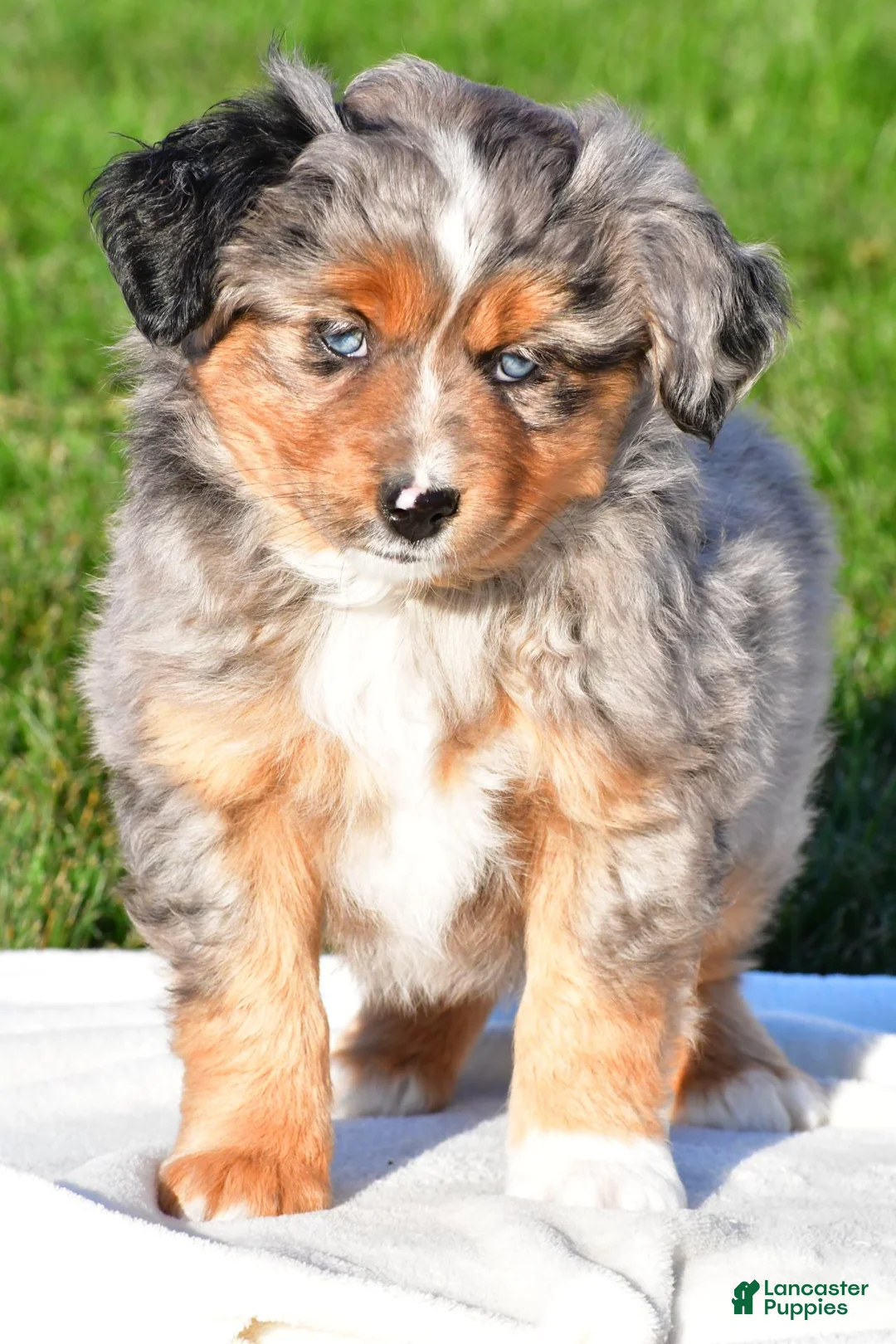 Miniature Australian Shepherd dogs for sale: Austin - Ad 2
