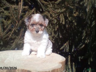 Yorkiepoo dogs Blue Eyes - Ad 11