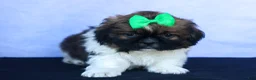 Shih Tzu dogs for sale: RUSTY - Ad 5