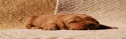 Golden Retriever dogs for sale: Daisy -AKC, Genetically Clear - Ad 93