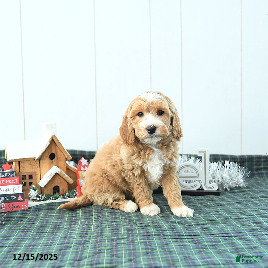 Mini Goldendoodle dogs Nicolas - Ad 25