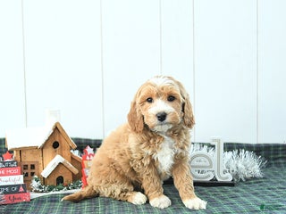 Mini Goldendoodle dogs Nicolas - Ad 41