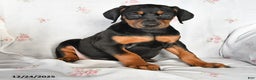 Doberman Pinscher dogs for sale: Dolly - Ad 2