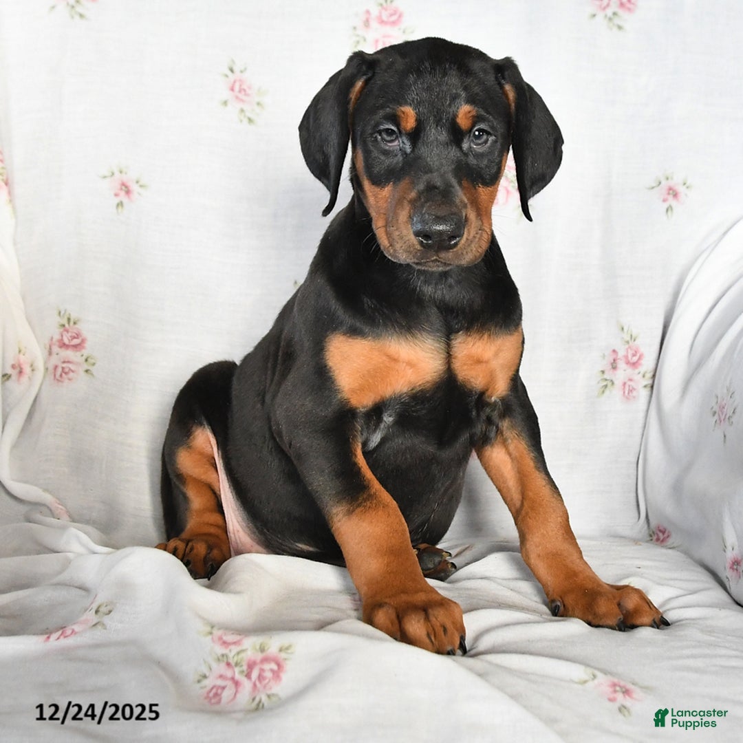 Doberman Pinscher dogs for sale: Dolly - Ad 2