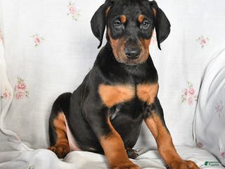 Doberman Pinscher dogs Dolly - Ad 22