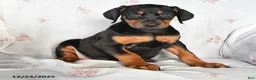 Doberman Pinscher dogs for sale: Dolly - Ad 1