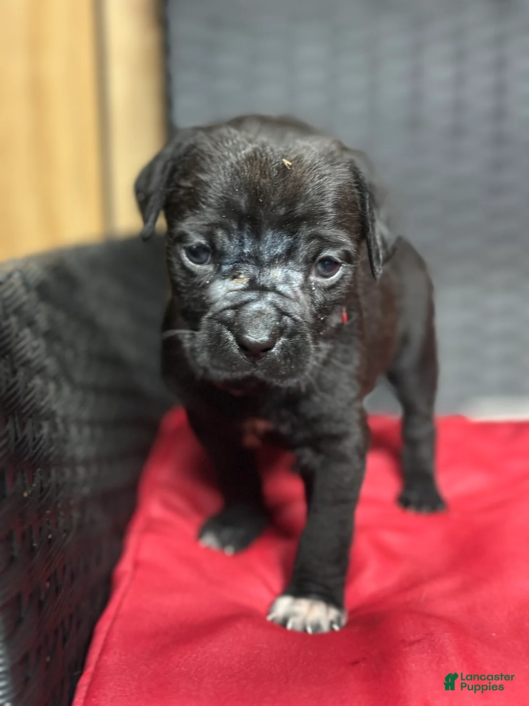 Cane Corso dogs for sale: Rose - Ad 2