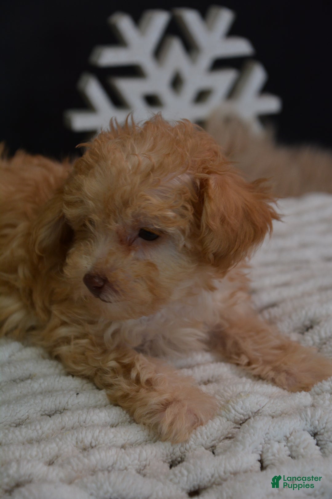 Toy Poodle dogs for sale: Duke - Ad 8