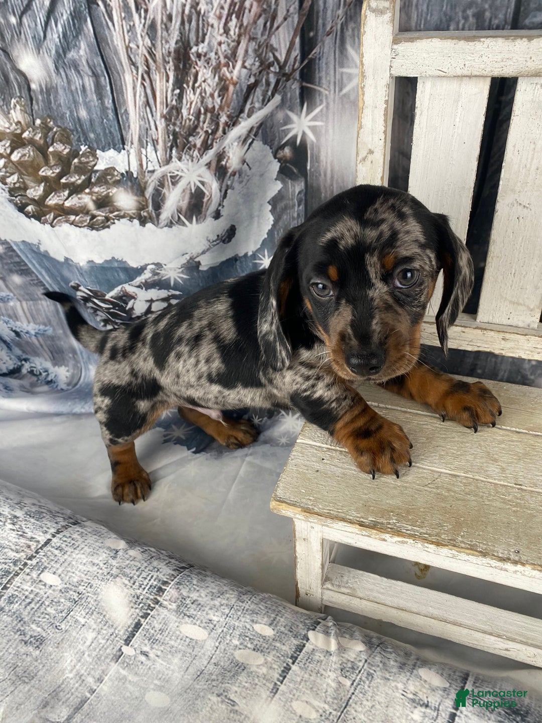 Miniature Dachshund dogs for sale: Clyde - Ad 5