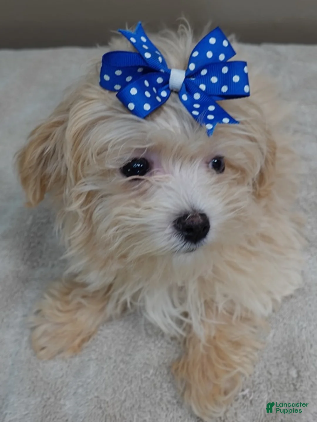 Maltipoo dogs for sale: MIRACLE HEALED Tiny Kyro 2 lbs 5 ozs  - Ad 2