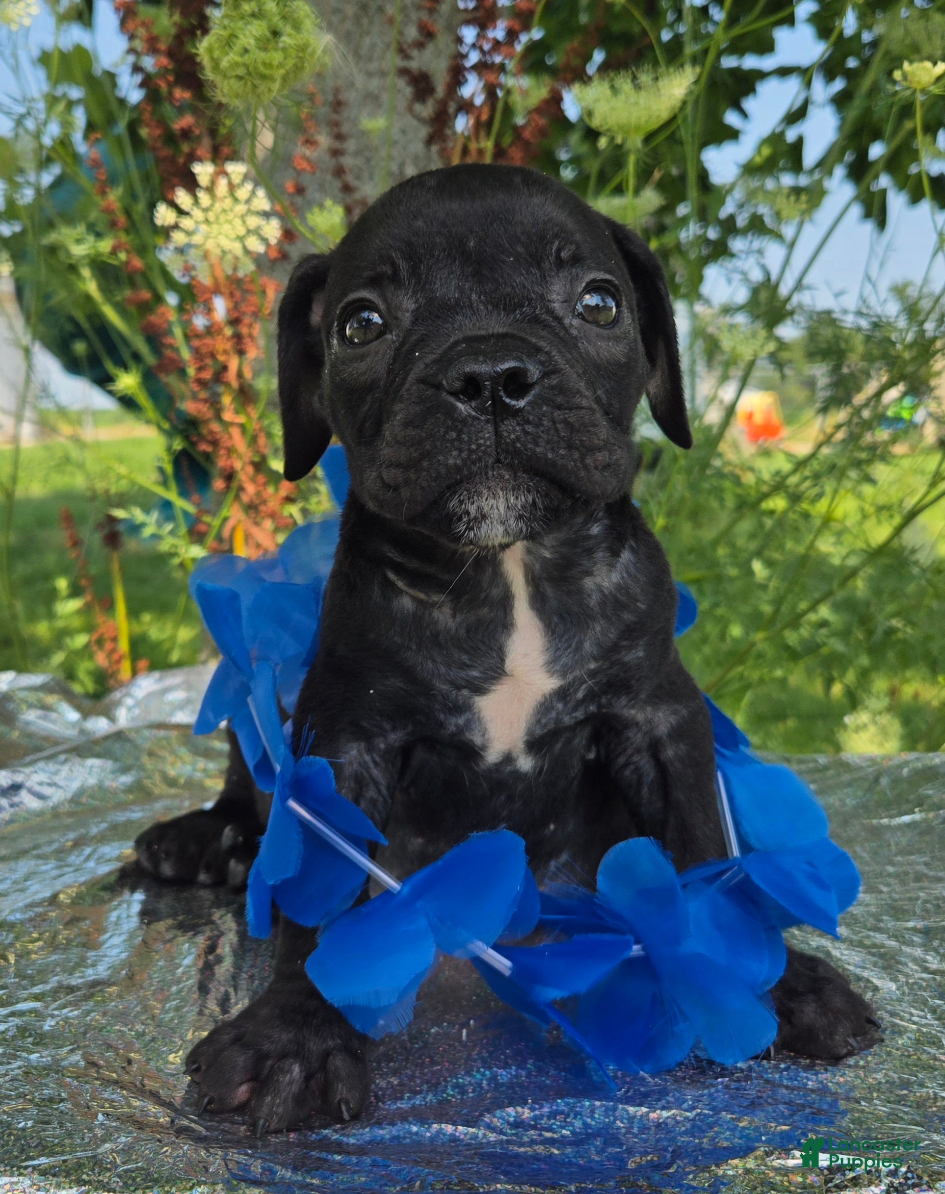 Olde English Bulldogge dogs George - Ad 2