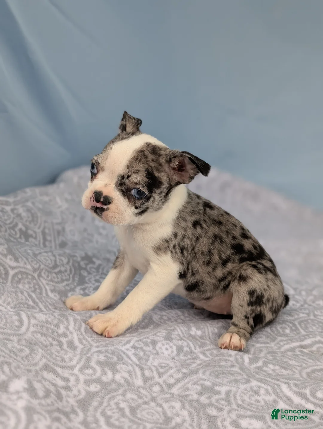 Boston Terrier dogs for sale: Smurfette - Ad 12