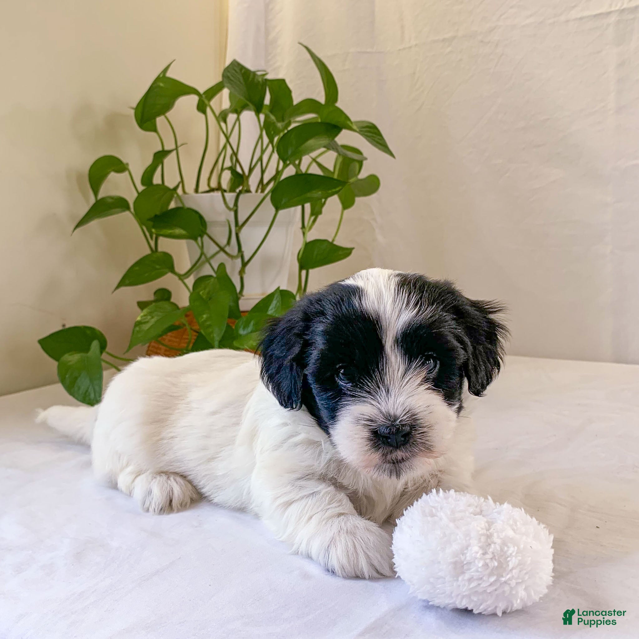 Havanese dogs Alex Havanese Puppy  - Ad 1