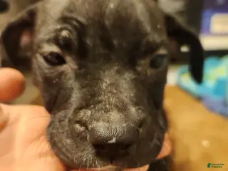 American Pit Bull Terrier dogs American Pit Bull Terrier 7 - Ad 31