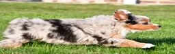 Miniature Australian Shepherd dogs for sale: Anika - Ad 3
