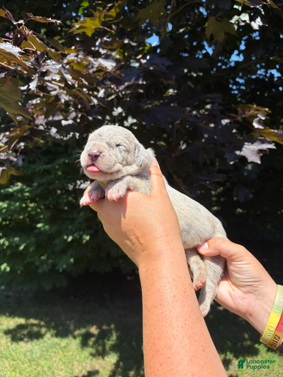 Great Dane dogs for sale: Savannah - Ad 2