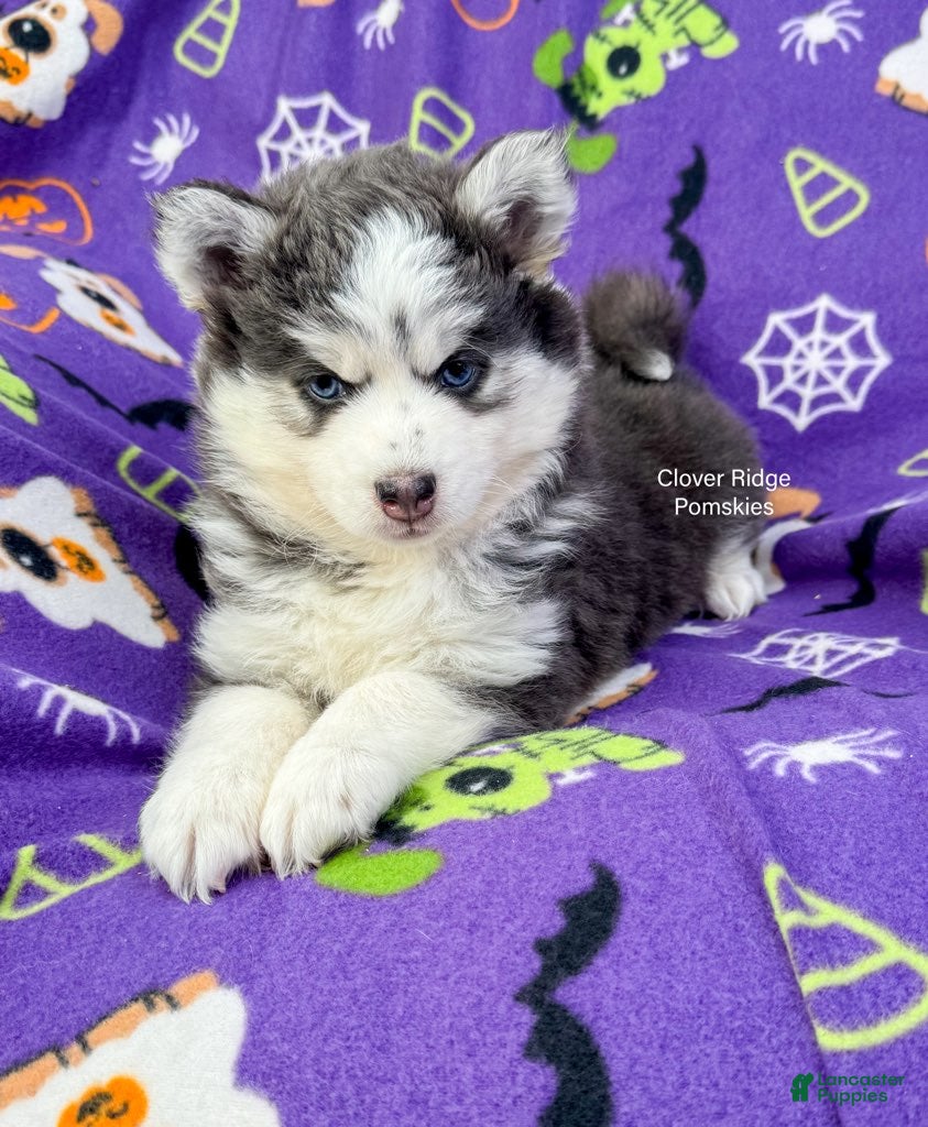 Pomsky dogs for sale: Artesia - Ad 2