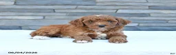 Cockapoo dogs for sale: Maple   - Ad 1