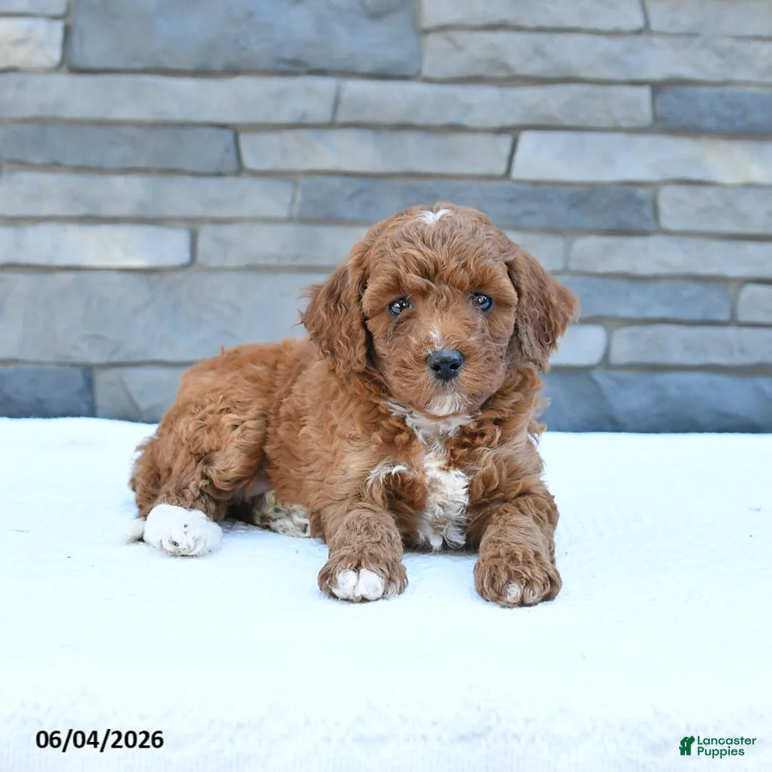 Cockapoo dogs for sale: Maple   - Ad 1