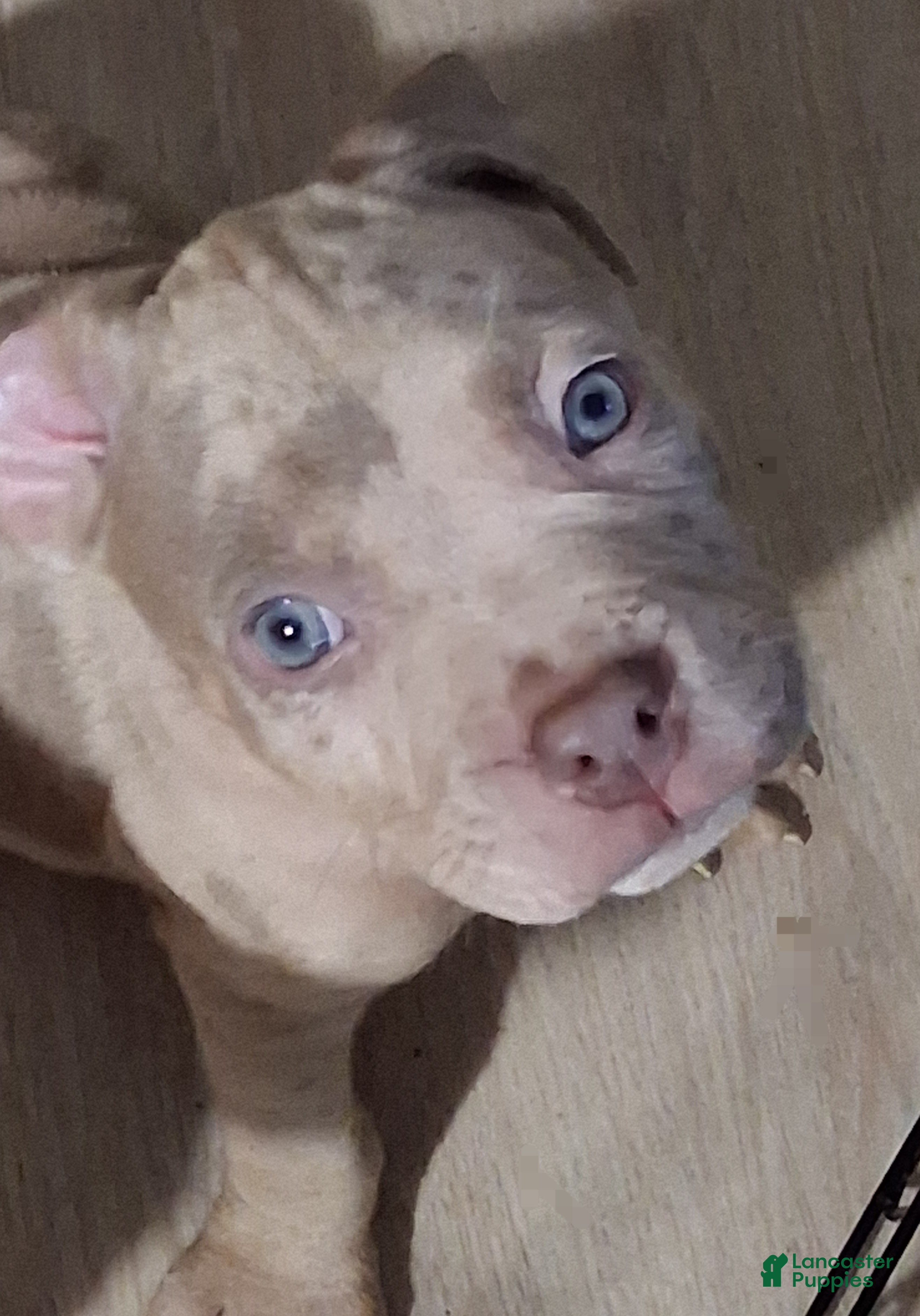 American Bully dogs Ghost - Ad 2