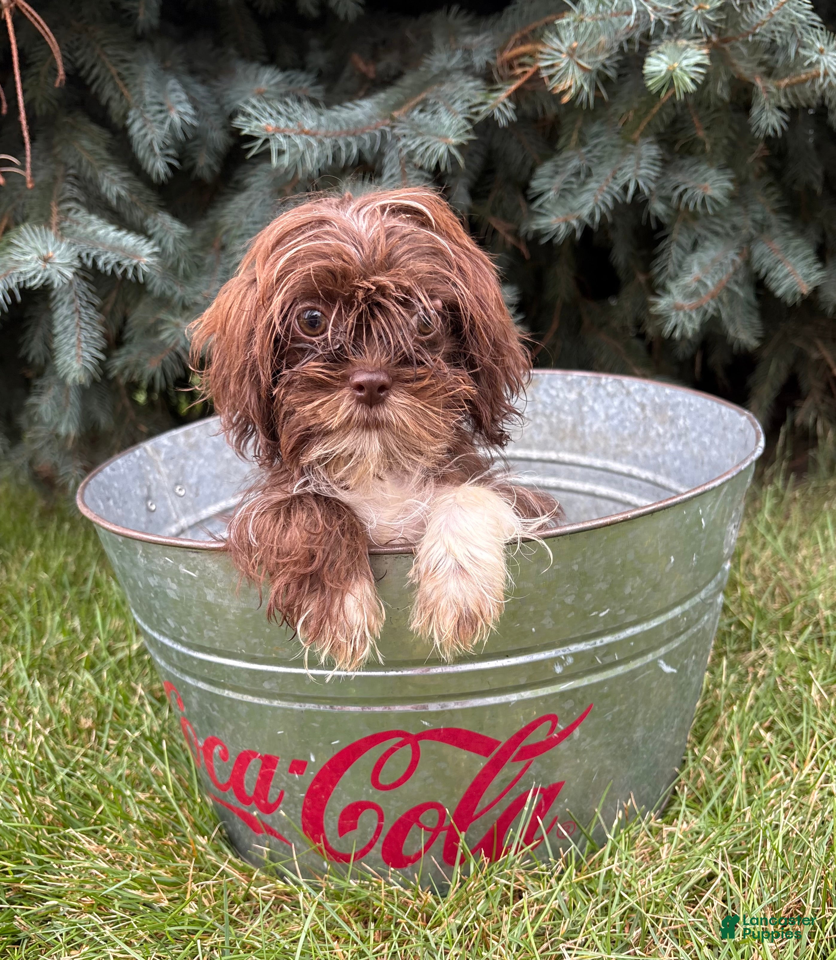 Shih Tzu dogs Hazelnut - Ad 2