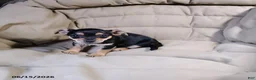 Mixed Breed dogs for sale: Blacky - Ad 3