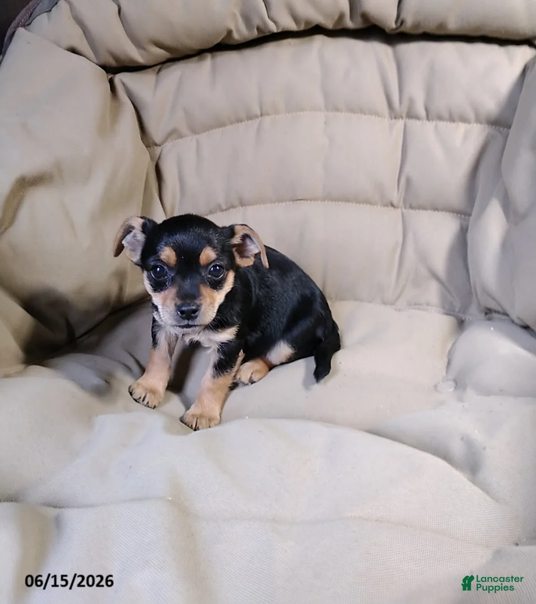 Mixed Breed dogs for sale: Blacky - Ad 3