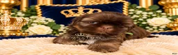 Shih Tzu dogs for sale: Prince Perfect  - Ad 1