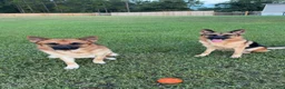 German Shepherd dogs for sale: 8 German Shepherd Puppies!  - Ad 11