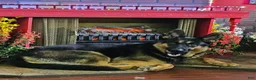 German Shepherd dogs for sale: German Shepherd Puppy 2 - Ad 3