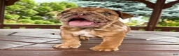 English Bulldog dogs for sale: English Bulldog 3 - Ad 5