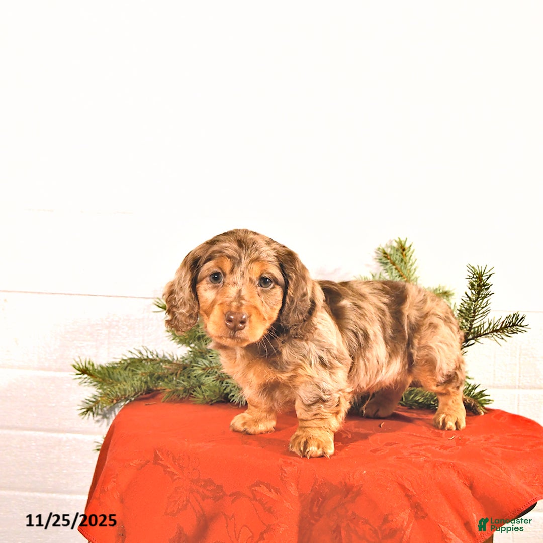 Miniature Dachshund dogs for sale: Sparkey   - Ad 3