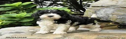 Cockapoo dogs for sale: Bagel - Ad 1
