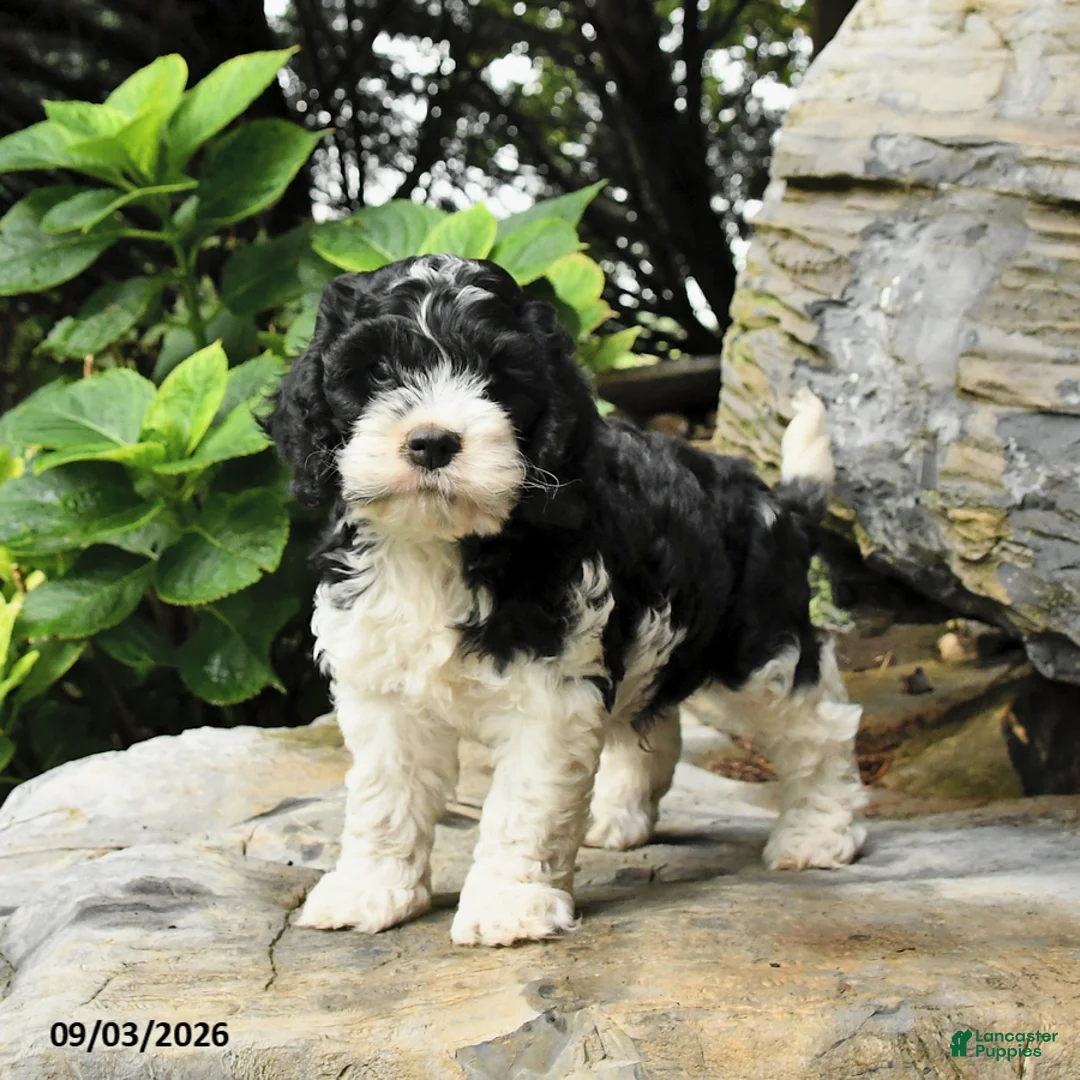 Cockapoo dogs for sale: Bagel - Ad 1