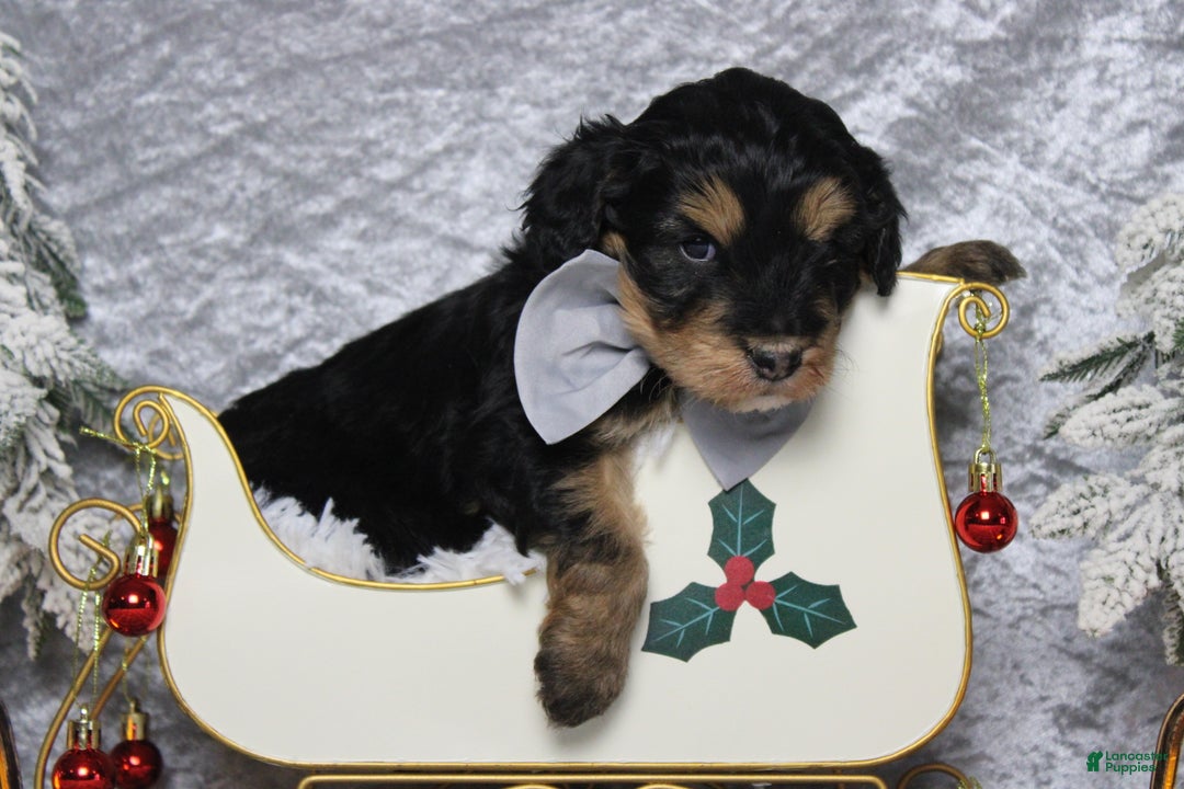 Aussiedoodle dogs for sale: Landon  - Ad 1