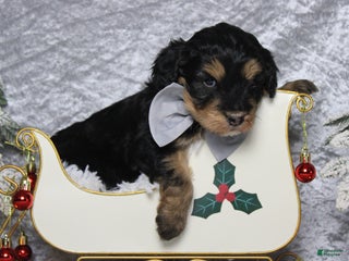 Aussiedoodle dogs Landon - Ad 19