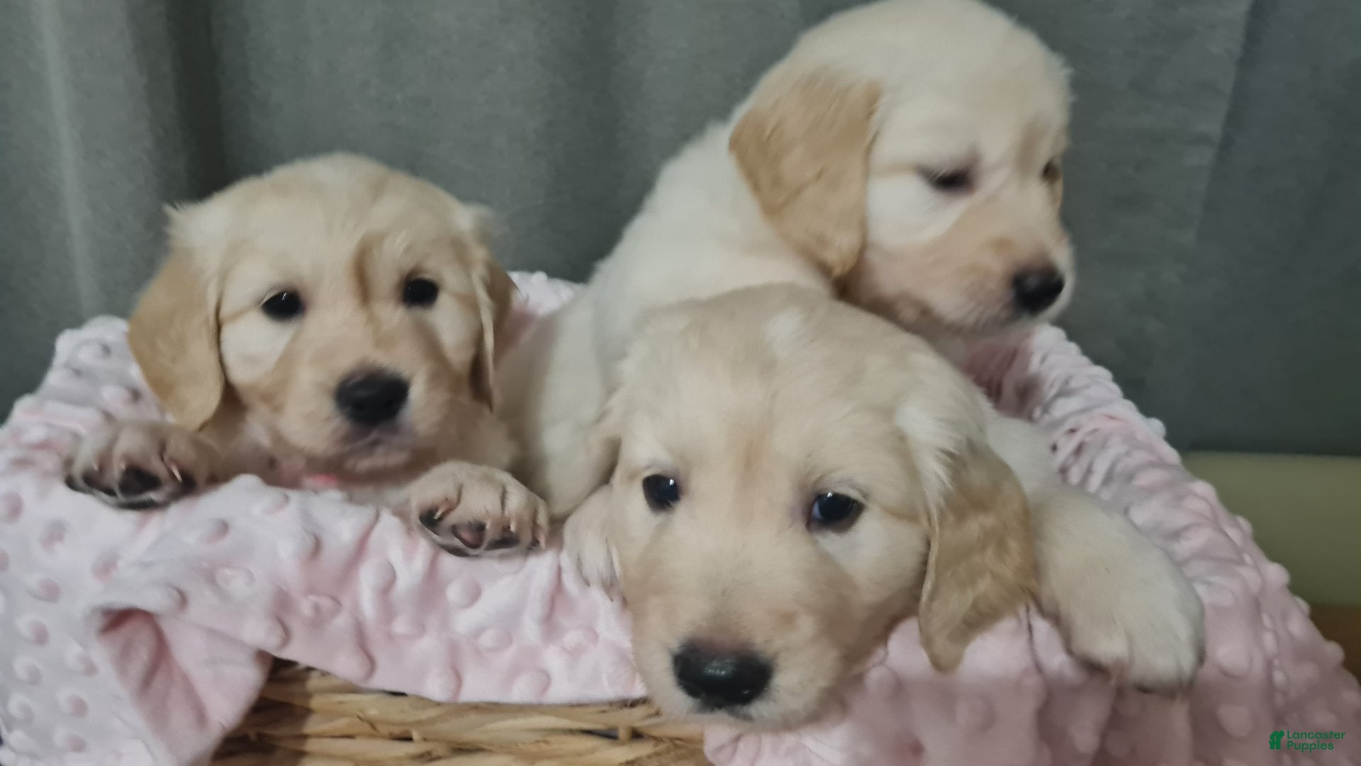 Golden Retriever dogs Golden Retriever Puppy 2 - Ad 18