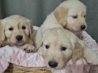 Golden Retriever dogs Golden Retriever Puppy 2 - Ad 18