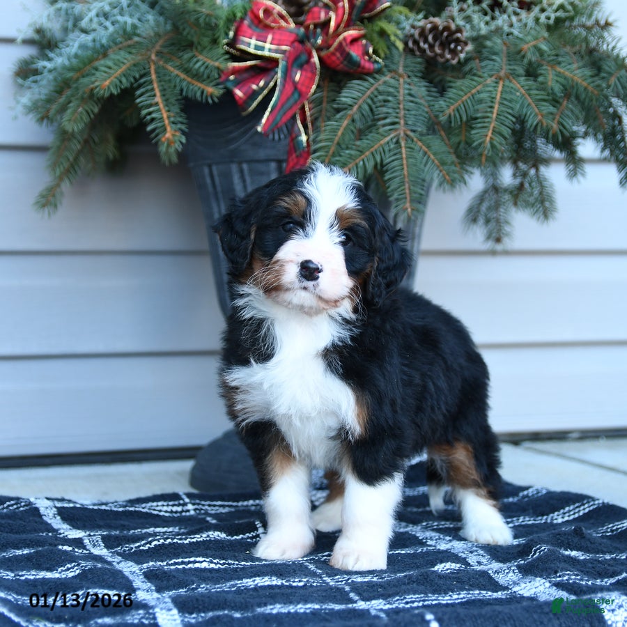 Bernedoodle dogs Melissa - Ad 16