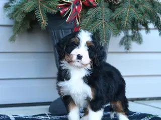 Bernedoodle dogs Melissa - Ad 8
