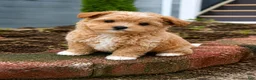 Maltipoo dogs for sale: Scarlett - Ad 2