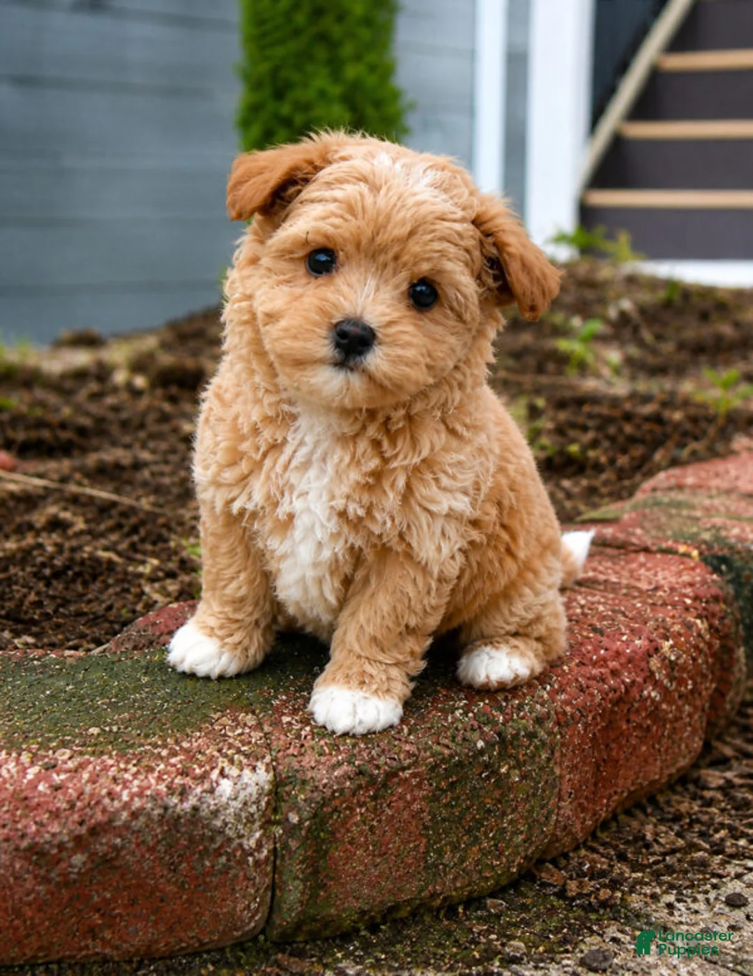 Maltipoo dogs for sale: Scarlett - Ad 2
