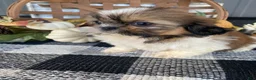 Shih Tzu dogs for sale: Sadie - Ad 9