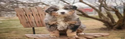 Bernedoodle dogs for sale: Paxton - Ad 1