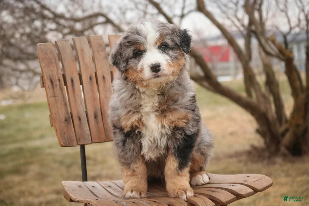Bernedoodle dogs for sale: Paxton - Ad 1