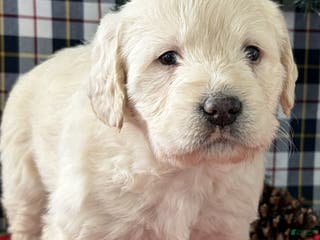 Miniature Labradoodle dogs Cooper - Ad 22
