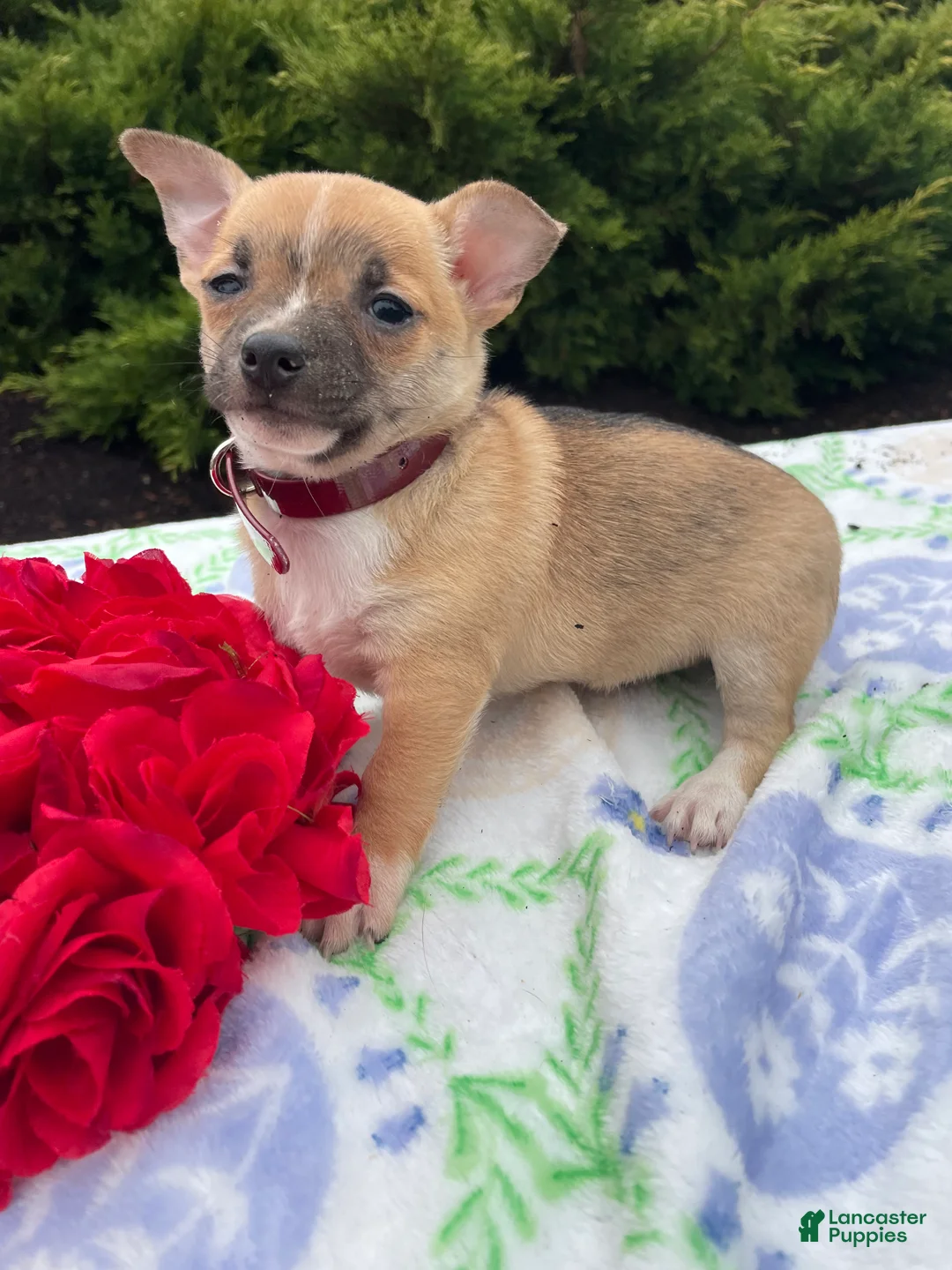 Chihuahua dogs for sale: Bubbles - Ad 2