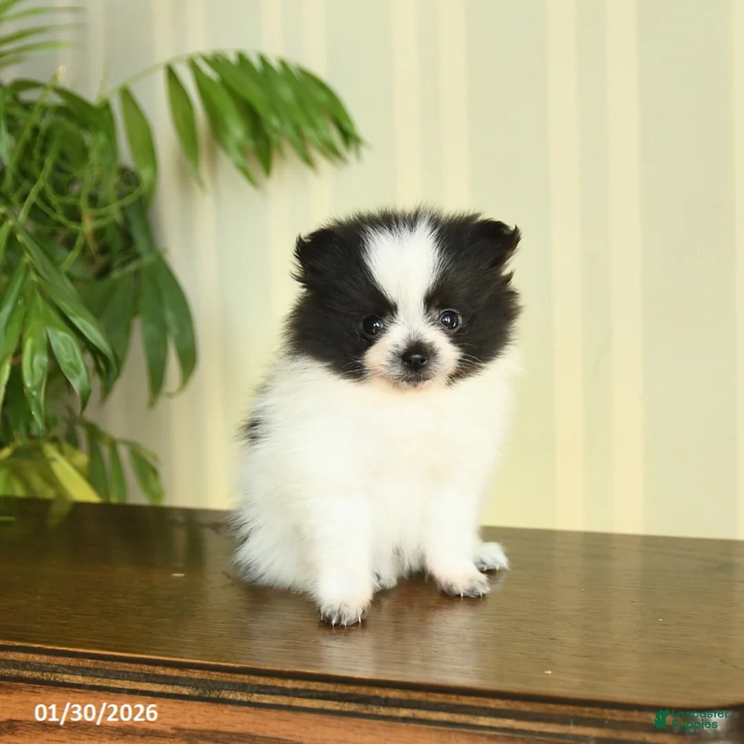 Pomeranian dogs for sale: Clara - Ad 4